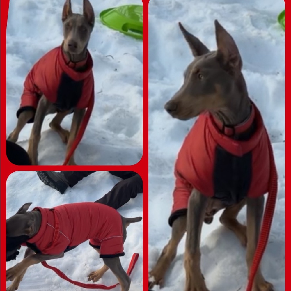 Dog Snowsuit - Picture 6 of 6